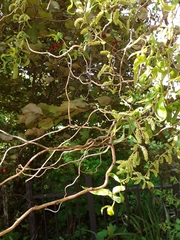 Salix babylonica tortuosa