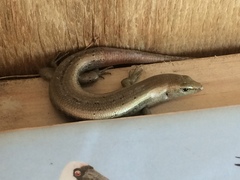 Oligosoma smithi