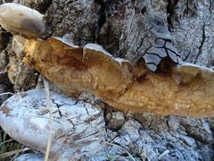 Phellinus