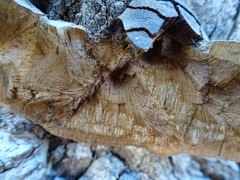 Phellinus