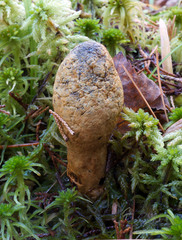 Rhopalogaster transversarius