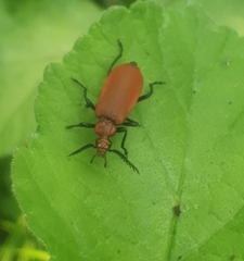 Pyrochroa serraticornis