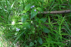 Viola nemoralis
