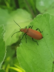 Pyrochroa serraticornis