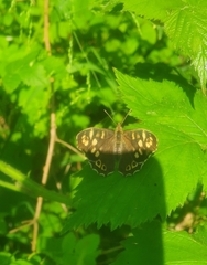 Pararge aegeria