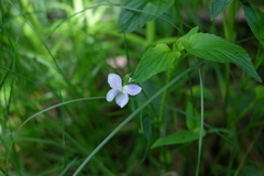Viola nemoralis