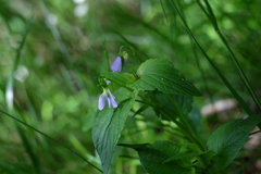 Viola nemoralis