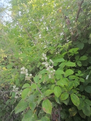 Rubus