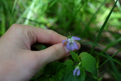 Viola nemoralis