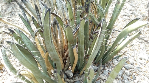 Image of Yucca endlichiana by (c) Leticia Jiménez Hernández, some rights reserved (CC BY-SA)