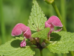 Lamium maculatum
