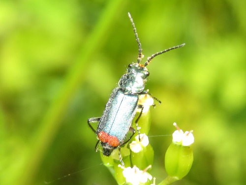 Common Malachite-beetle, Voorschoten, Nederland, photo 7 of 10