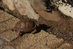 Psammobates tentorius verroxii