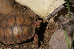 Psammobates tentorius verroxii