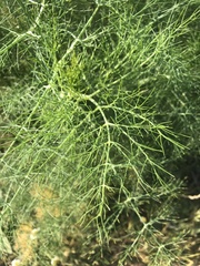 Foeniculum vulgare