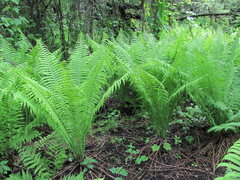 Matteuccia struthiopteris