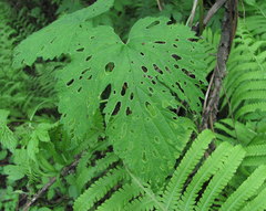 Humulus lupulus