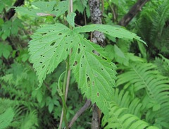 Humulus lupulus