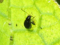 Longitarsus anchusae