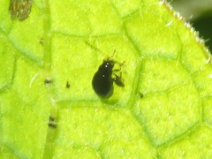 Longitarsus anchusae