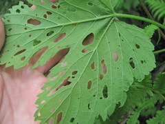Humulus lupulus