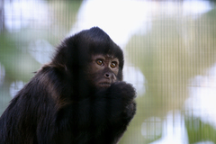 Crested Capuchin photo 4