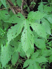 Humulus lupulus