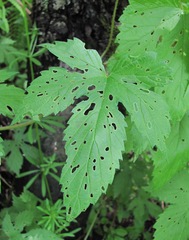 Humulus lupulus
