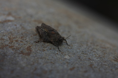 Tettiella