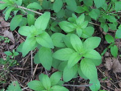 Lysimachia punctata