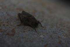 Tettiella