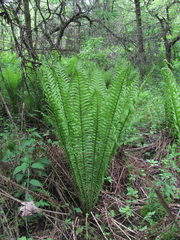 Matteuccia struthiopteris
