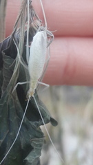 Oecanthus leptogrammus