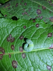 Phlogophora meticulosa