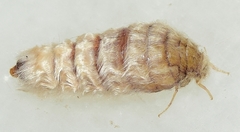 Orgyia trigotephras