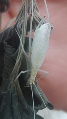 Oecanthus leptogrammus