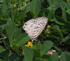 Leptotes pirithous