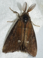 Orgyia trigotephras