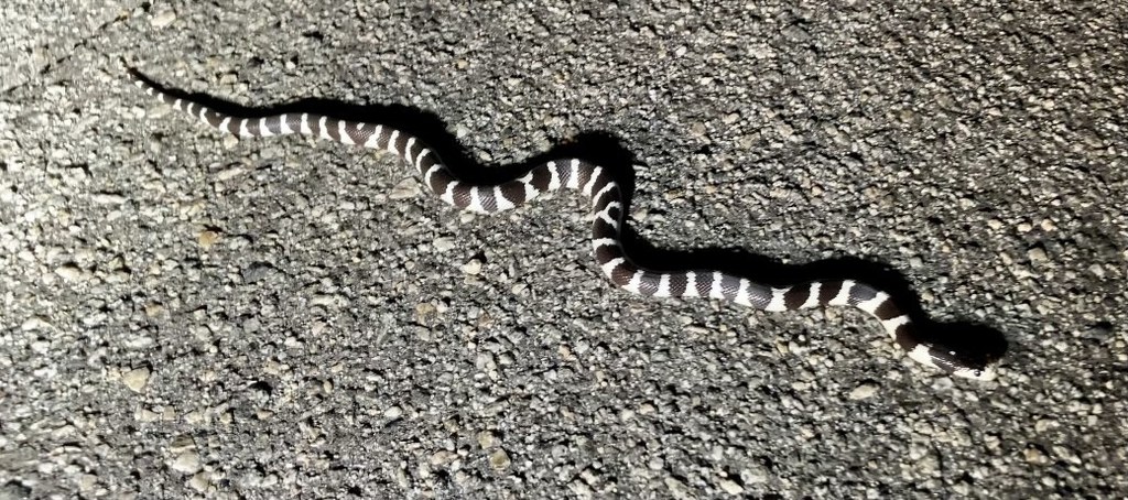 Yucca Snake California King Snake from Yucca Valley, CA 92284, USA on May 30, 2021 ...
