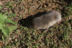 Cryptomys hottentotus