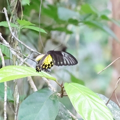 Troides amphrysus