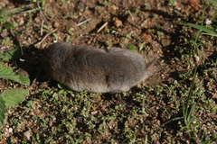 Cryptomys hottentotus