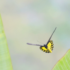 Troides amphrysus