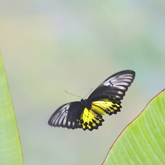 Troides amphrysus