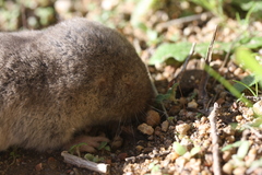 Cryptomys hottentotus