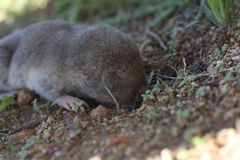 Cryptomys hottentotus