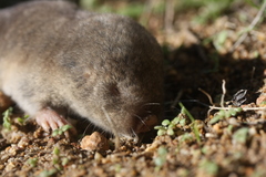 Cryptomys hottentotus