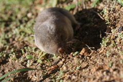 Cryptomys hottentotus