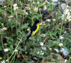 Spinus psaltria