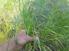 Allium lineare